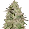 Семена конопли  Early Skunk x AK feminised Ganja Seeds