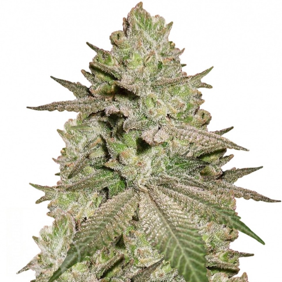 Семена конопли  Early Skunk x AK feminised Ganja Seeds