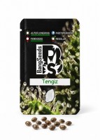 Auto Tengiz feminised Bang Seeds
