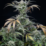 Семена каннабиса  Auto Tengiz feminised Bang Seeds