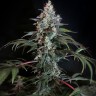 Семена каннабиса  Auto Tengiz feminised Bang Seeds