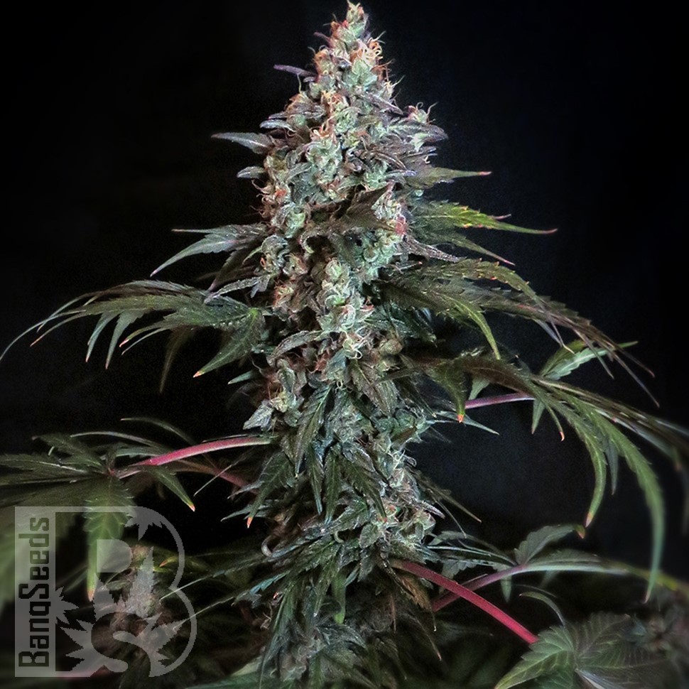 Семена каннабиса  Auto Tengiz feminised Bang Seeds