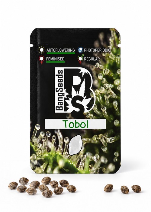 Семена  Auto Tobol feminised Bang Seeds