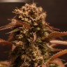 Семена ганжа  Auto Red Dwarf feminised Ganja Seeds
