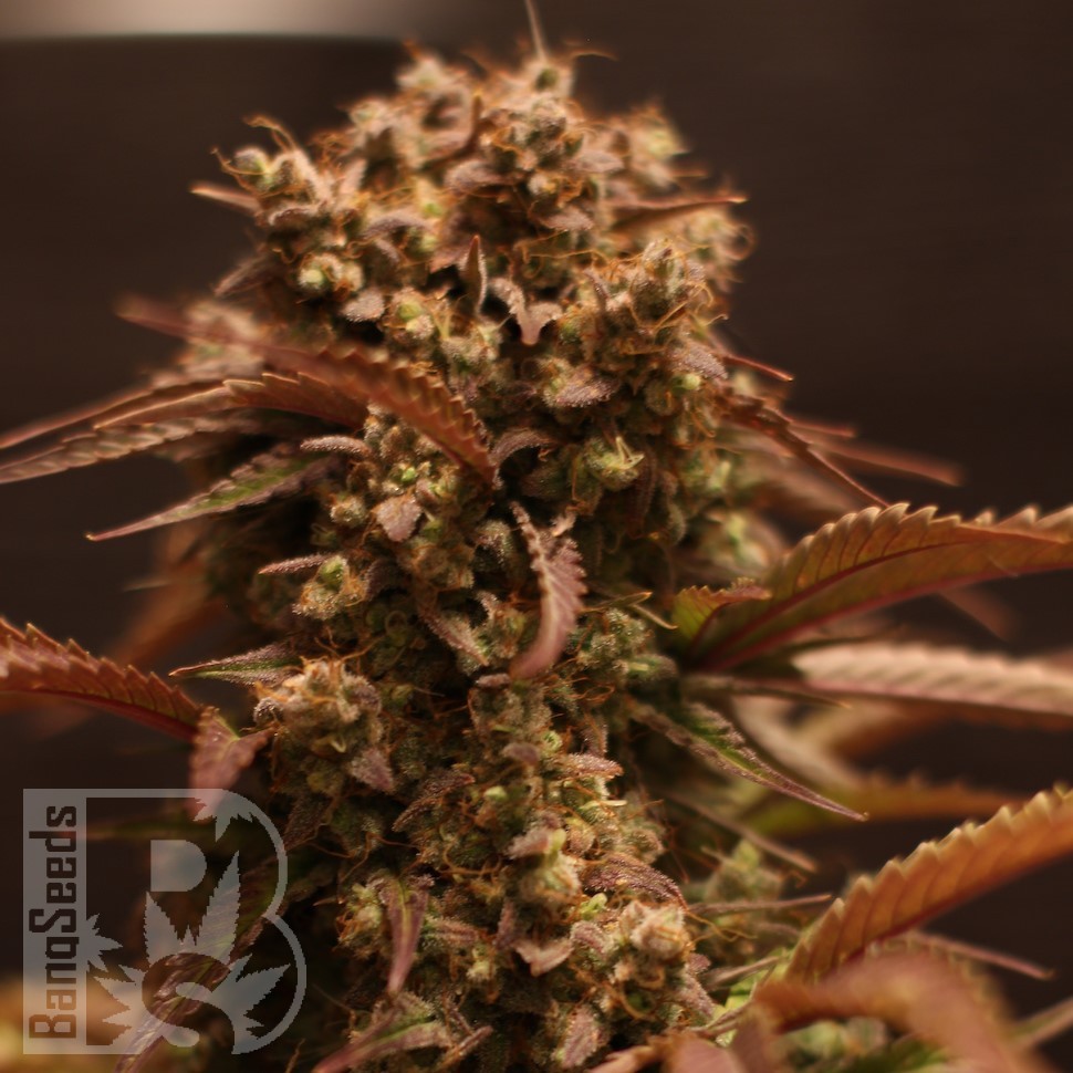 Семена ганжа  Auto Red Dwarf feminised Ganja Seeds