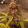 Семена ганжа  Auto Red Dwarf feminised Ganja Seeds