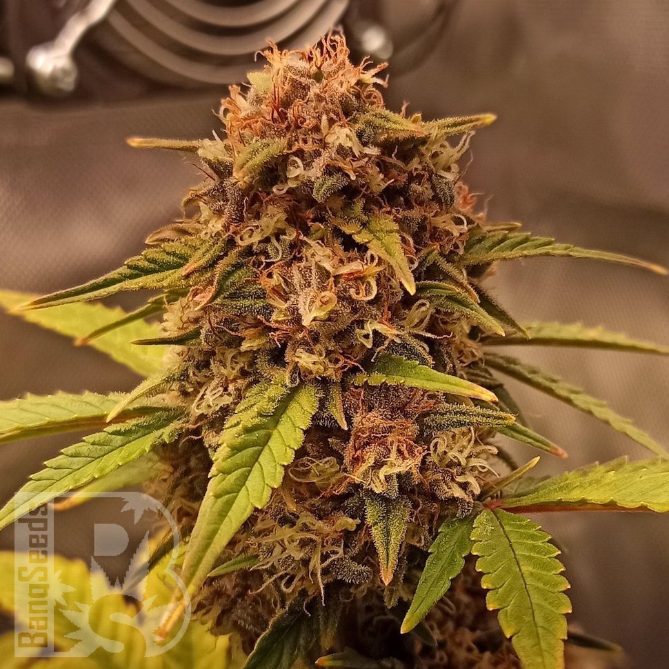 Семена ганжа  Auto Red Dwarf feminised Ganja Seeds