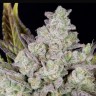 Семена ганжа Auto Gorilla Cookies feminised Ganja Seeds Семена ганжа Auto Gorilla Cookies feminised Ganja Seeds
