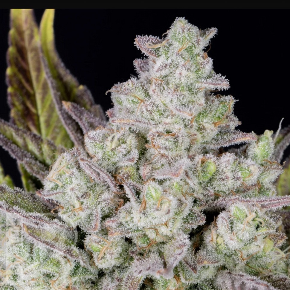 Семена ганжа Auto Gorilla Cookies feminised Ganja Seeds