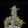 Семена ганжа Auto Gorilla Cookies feminised Ganja Seeds Семена ганжа Auto Gorilla Cookies feminised Ganja Seeds