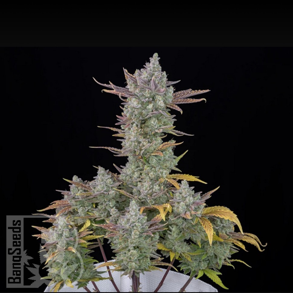 Семена ганжа Auto Gorilla Cookies feminised Ganja Seeds Семена ганжа Auto Gorilla Cookies feminised Ganja Seeds