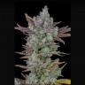 Семена ганжа Auto Gorilla Cookies feminised Ganja Seeds Семена ганжа Auto Gorilla Cookies feminised Ganja Seeds