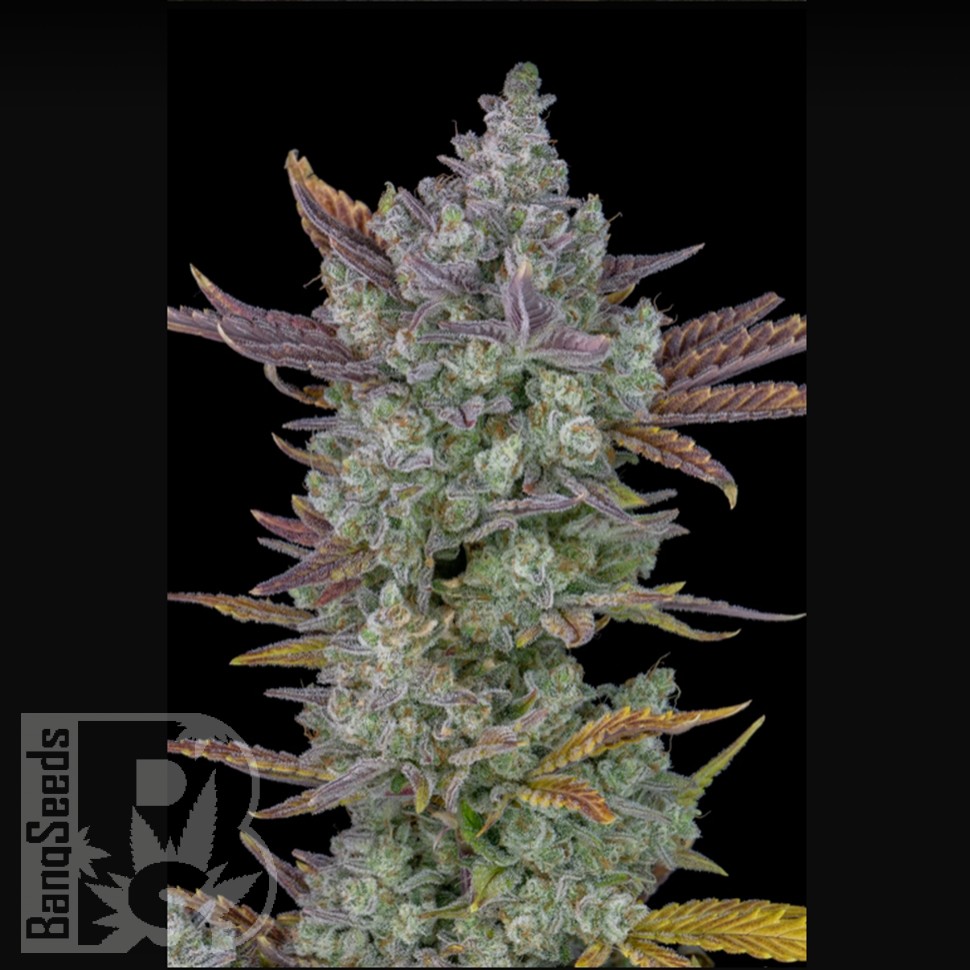 Семена ганжа Auto Gorilla Cookies feminised Ganja Seeds Семена ганжа Auto Gorilla Cookies feminised Ganja Seeds