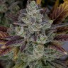 Семена ганжа Auto Gorilla Cookies feminised Ganja Seeds Семена ганжа Auto Gorilla Cookies feminised Ganja Seeds