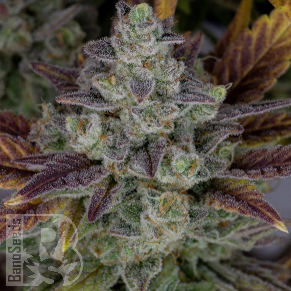 Семена ганжа Auto Gorilla Cookies feminised Ganja Seeds Семена ганжа Auto Gorilla Cookies feminised Ganja Seeds