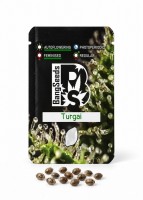 Auto Turgai feminised Bang Seeds