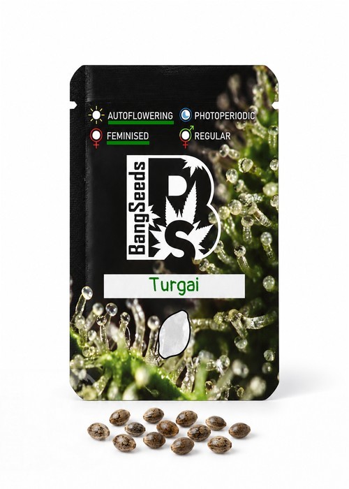 Семена марихуаны  Auto Turgai feminised Bang Seeds