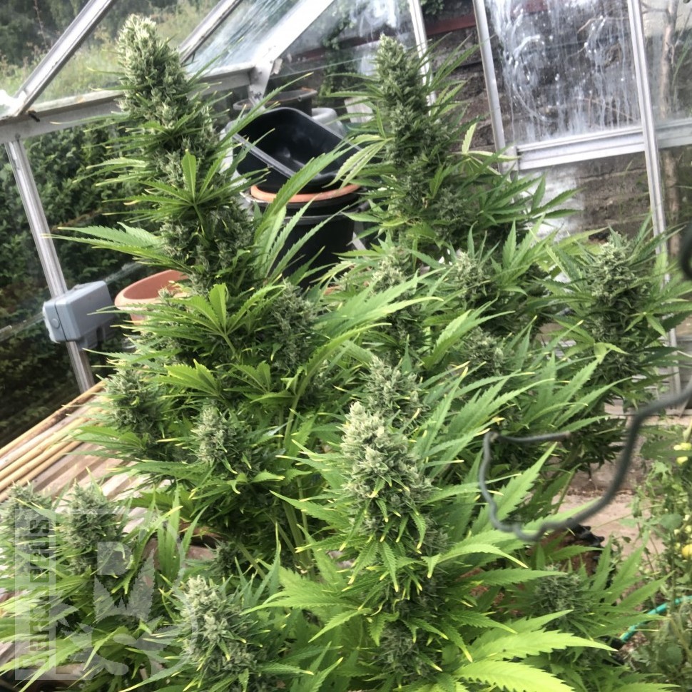Семена марихуаны  Auto Turgai feminised Bang Seeds