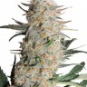 Семена марихуаны  Auto Turgai feminised Bang Seeds