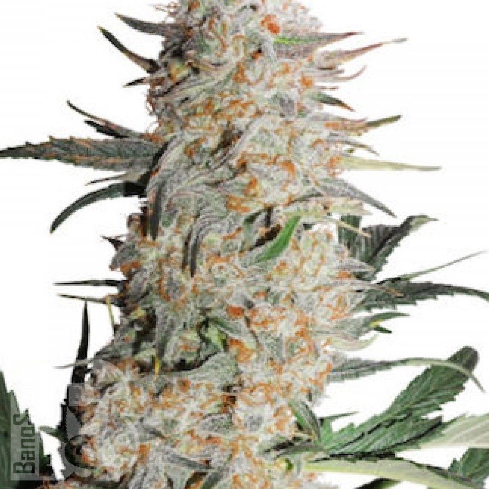 Семена марихуаны  Auto Turgai feminised Bang Seeds