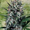 Семена марихуаны Auto Silver Bullet feminised Ganja Seeds