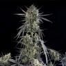 Семена  Auto Pound Cake feminised Ganja Seeds