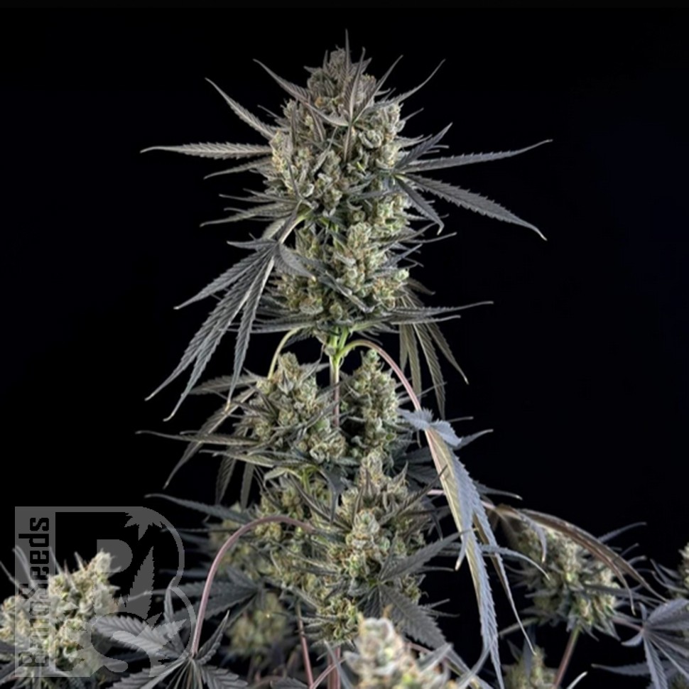 Семена  Auto Pound Cake feminised Ganja Seeds