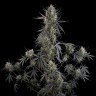 Семена  Auto Pound Cake feminised Ganja Seeds