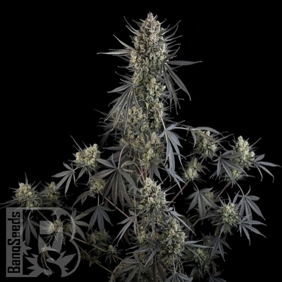 Семена  Auto Pound Cake feminised Ganja Seeds