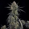 Семена  Auto Pound Cake feminised Ganja Seeds
