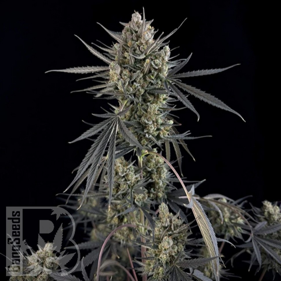 Семена  Auto Pound Cake feminised Ganja Seeds