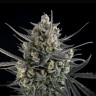 Семена  Auto Pound Cake feminised Ganja Seeds