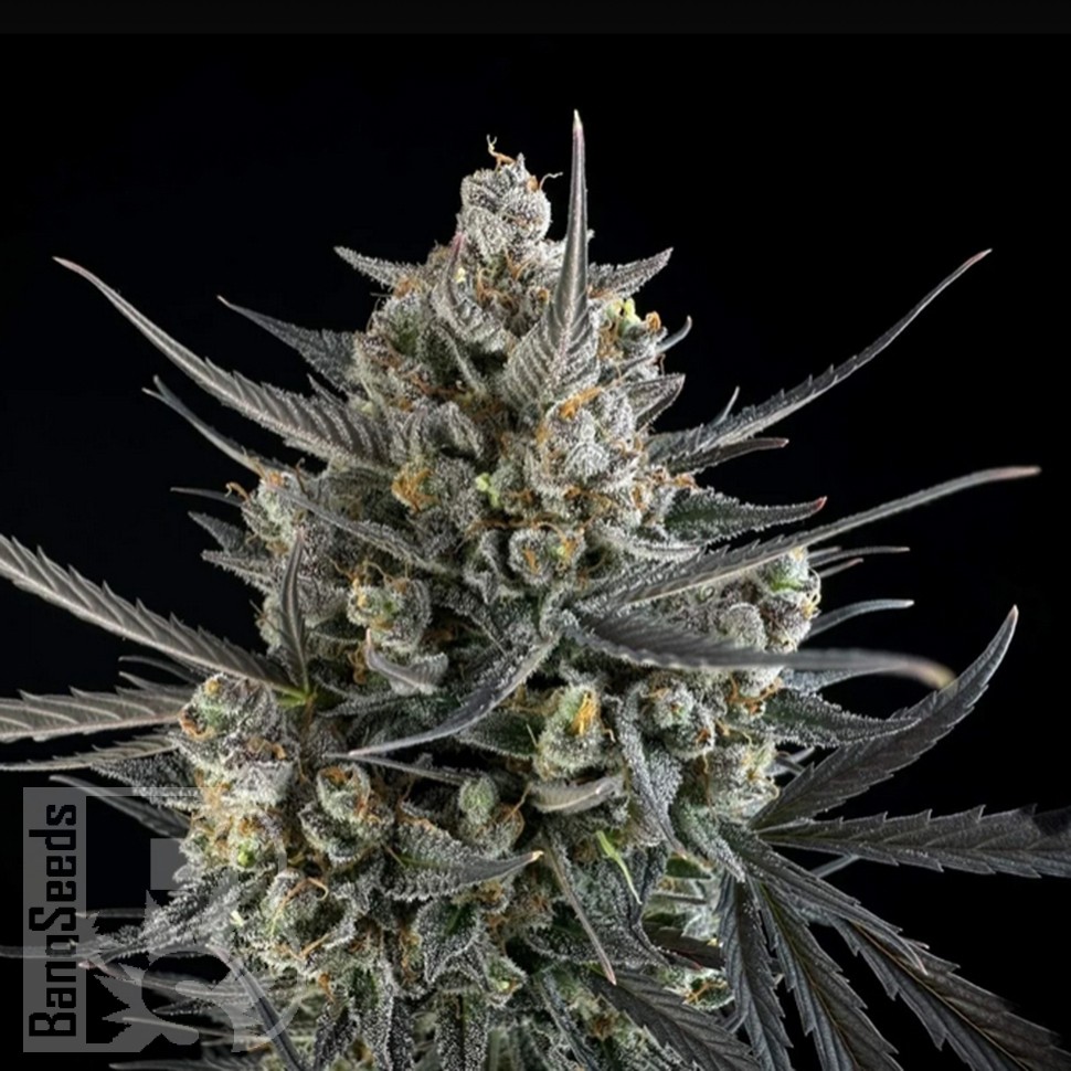Семена  Auto Pound Cake feminised Ganja Seeds