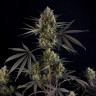 Семена  Auto Pound Cake feminised Ganja Seeds