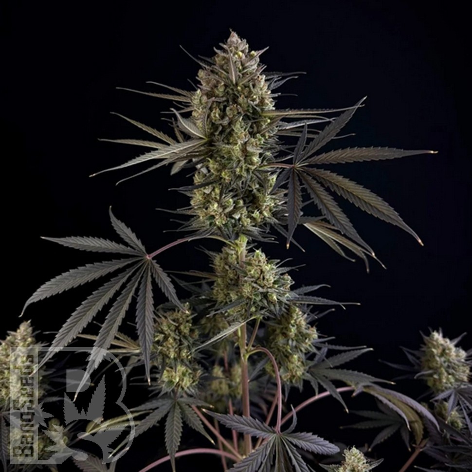 Семена  Auto Pound Cake feminised Ganja Seeds
