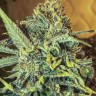 Семена каннабиса  Top 44 feminised Ganja Seeds