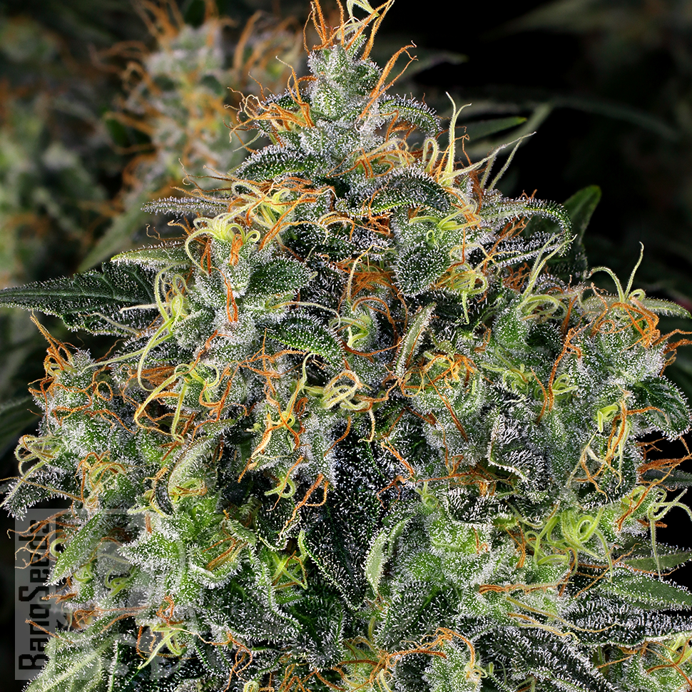 Семена каннабиса  Top 44 feminised Ganja Seeds