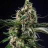 Семена каннабиса  Top 44 feminised Ganja Seeds