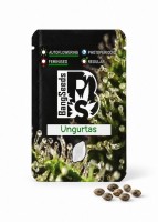 Auto Ungurtas feminised Bang Seeds
