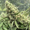 Семена каннабиса  Auto Ungurtas feminised Bang Seeds