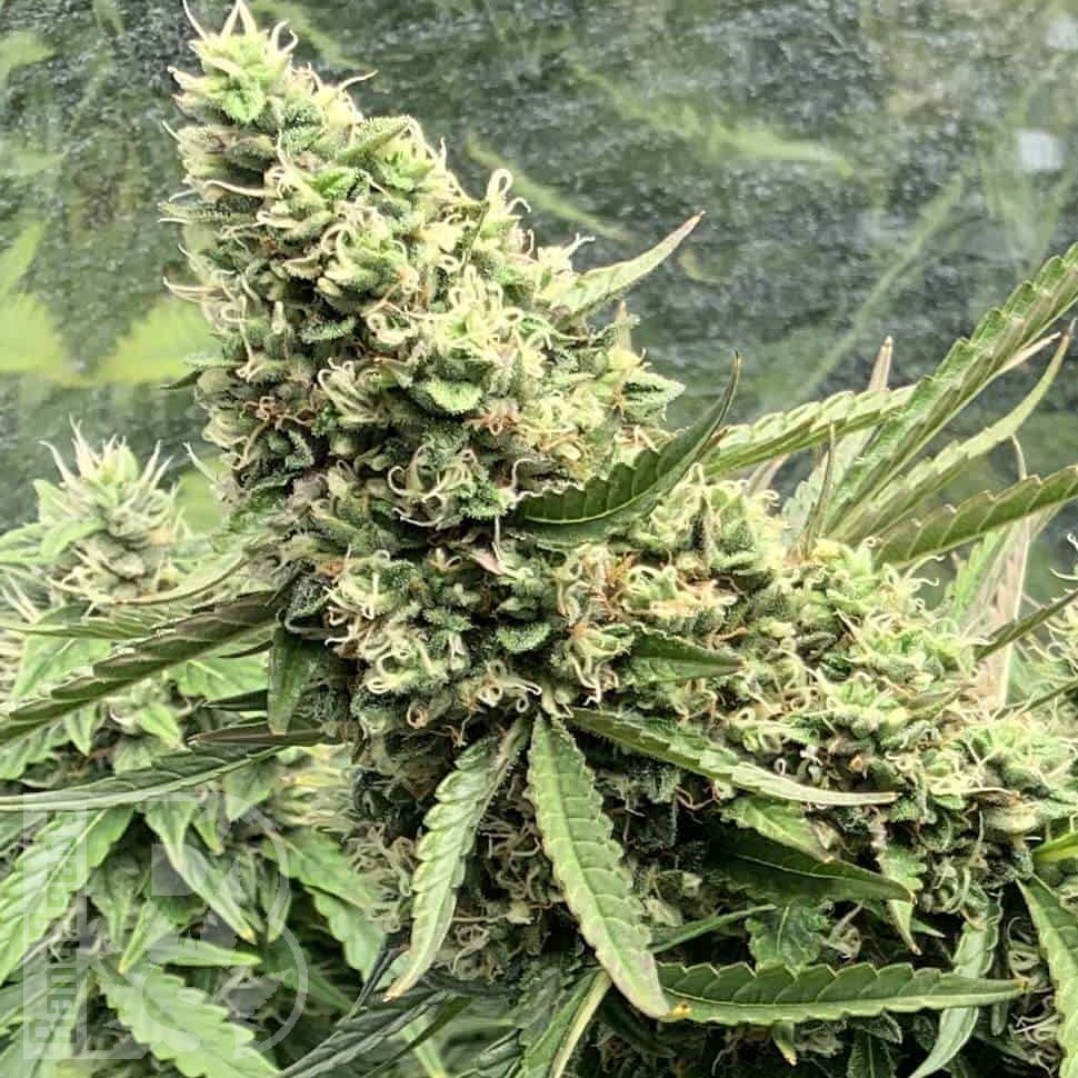Семена каннабиса  Auto Ungurtas feminised Bang Seeds