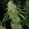 Семена  Satori feminised Ganja Seeds