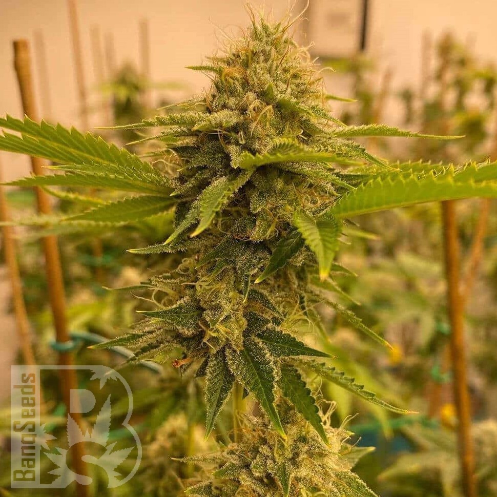Семена  Satori feminised Ganja Seeds