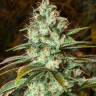 Семена  New York City feminised Ganja Seeds