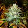 Семена конопли  Auto Mamba Negra feminised Ganja Seeds