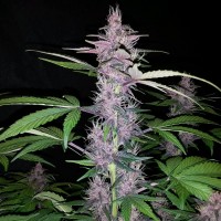 Auto Zaisan feminised Bang Seeds
