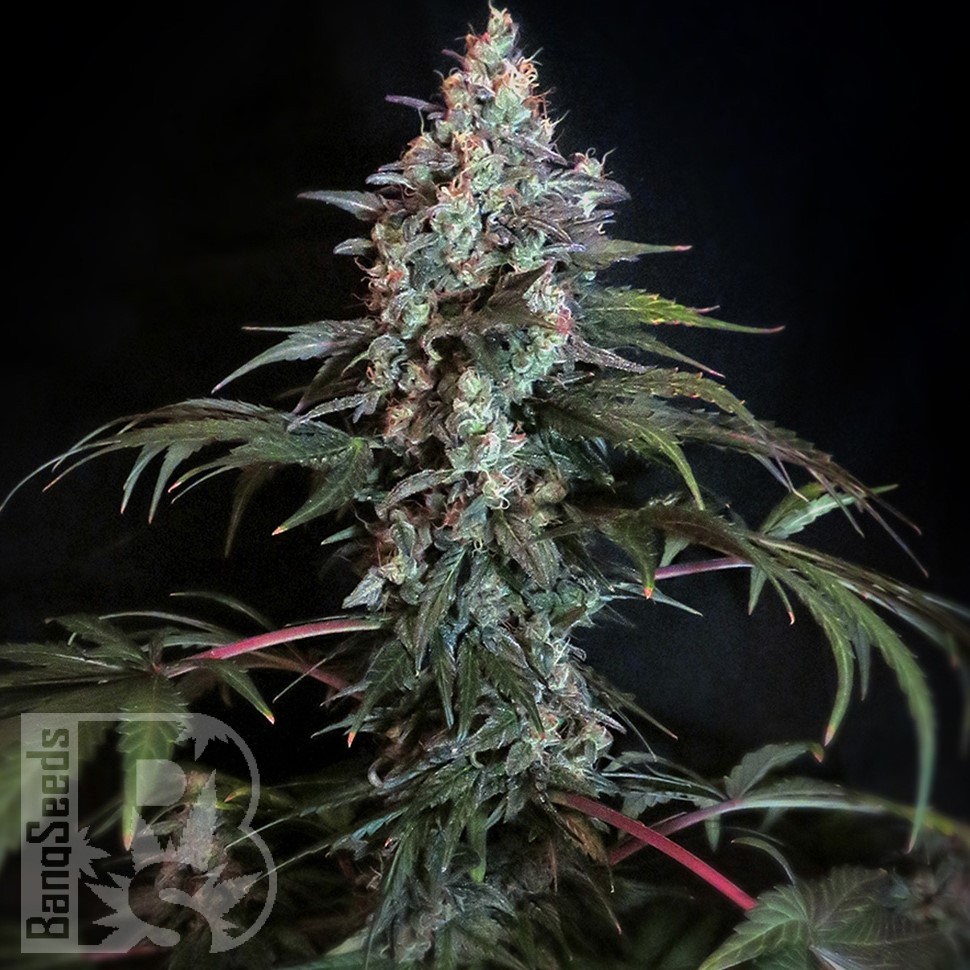 Семена каннабиса  Auto Zaisan feminised Bang Seeds