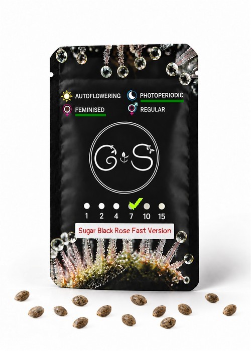 Семена конопли  Sugar Black Rose feminised Ganja Seeds Fast Version