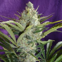 Black Widow feminised Ganja Seeds