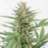 Семена ганжа  Alatau feminised Bang Seeds